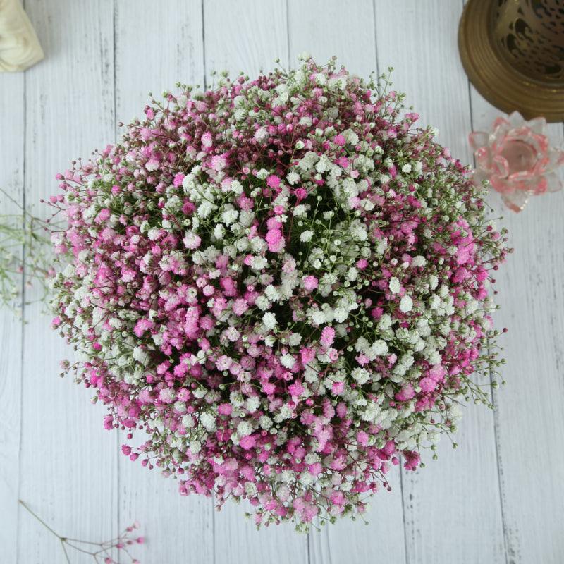 Baby's Breath Elegance - The Gift Studio