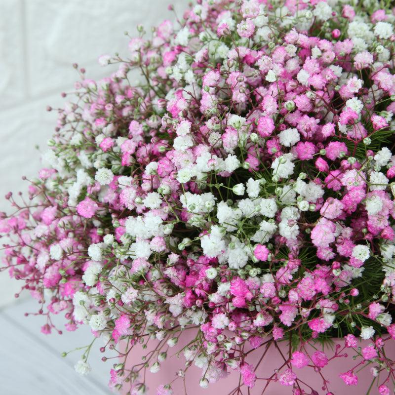 Baby's Breath Elegance - The Gift Studio