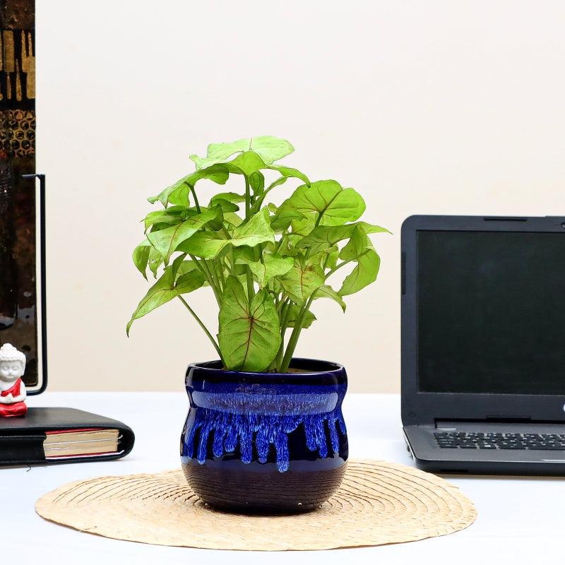 Blue Mist Syngonium - The Gift Studio