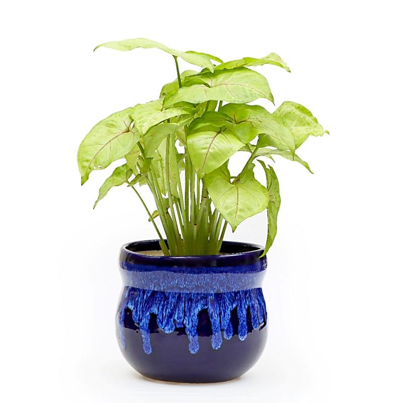 Blue Mist Syngonium - The Gift Studio