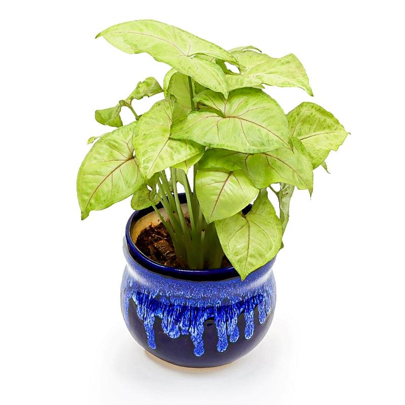 Blue Mist Syngonium - The Gift Studio