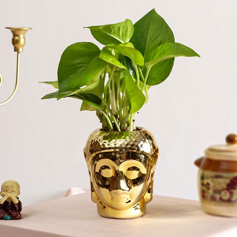 Buddha's Green Blessing - The Gift Studio