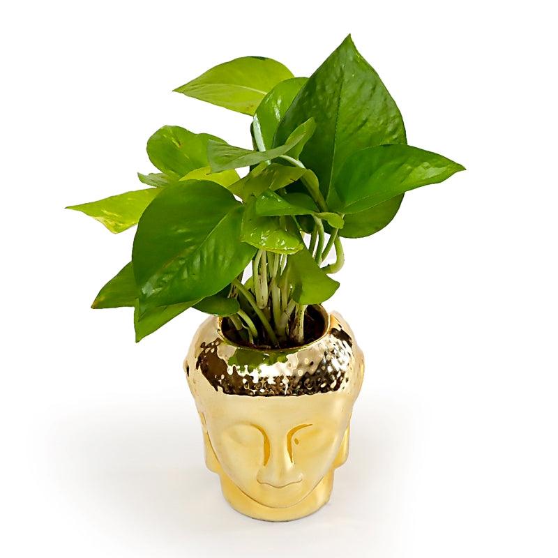 Buddha's Green Blessing - The Gift Studio