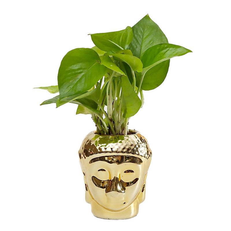 Buddha's Green Blessing - The Gift Studio