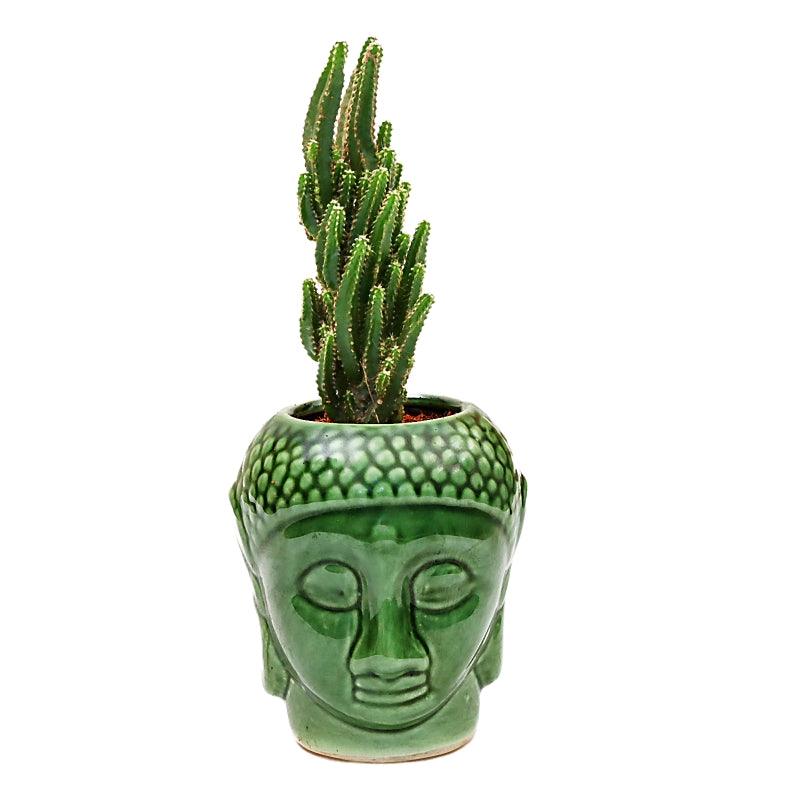 Cactus Cheer - The Gift Studio