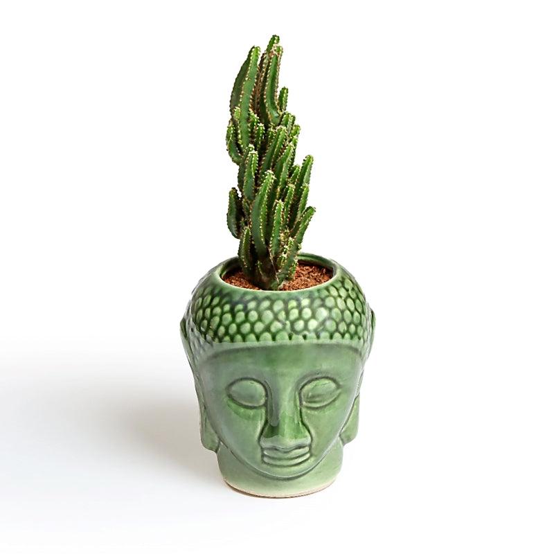 Cactus Cheer - The Gift Studio