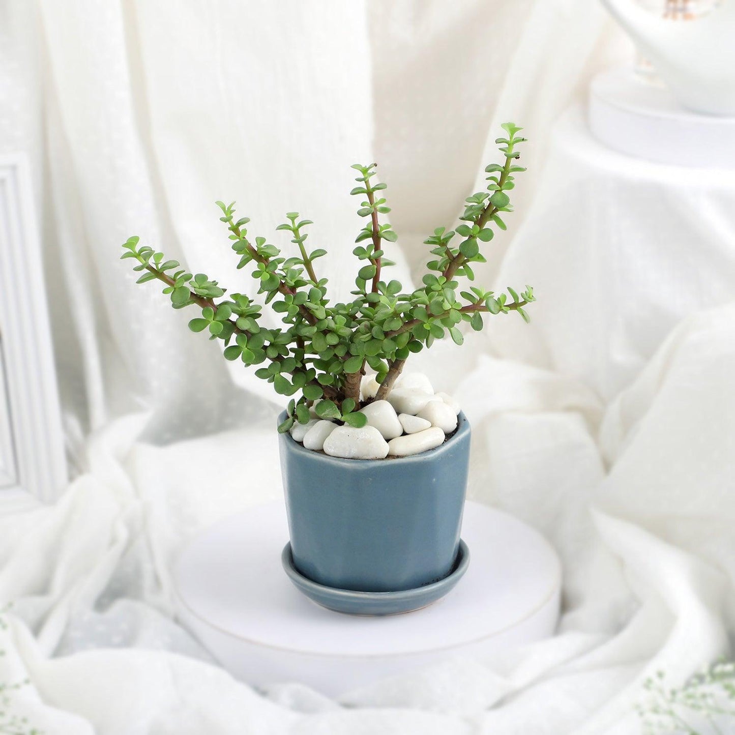 Elegant Jade Delight in Grey Pot