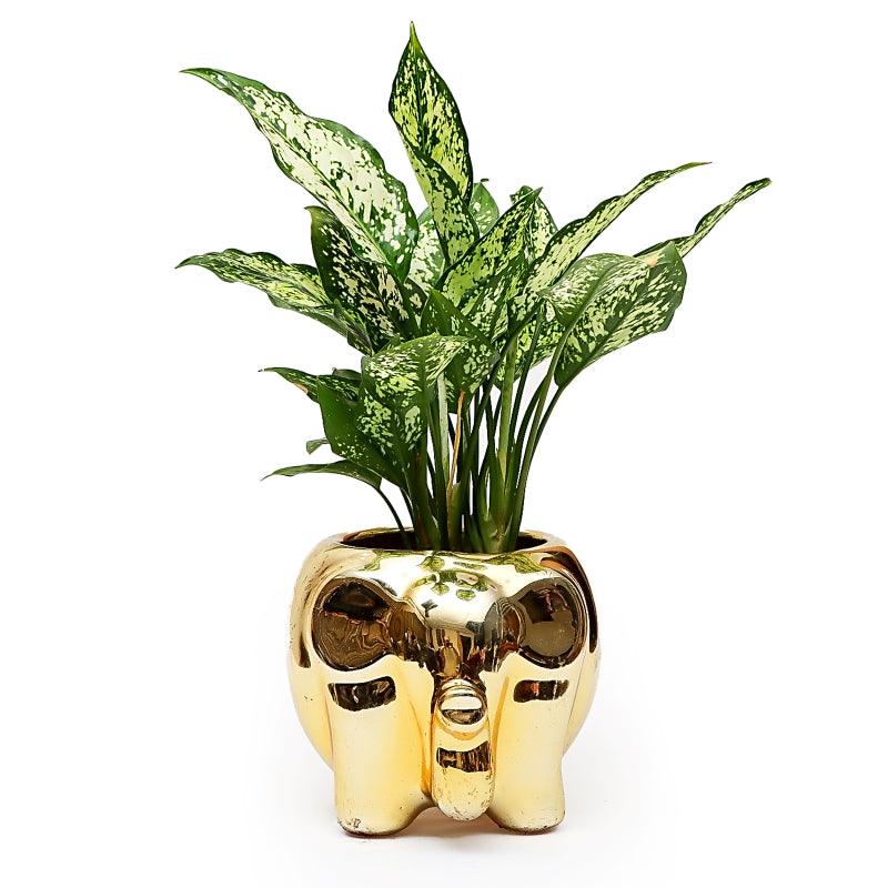 Elephant Charm - The Gift Studio