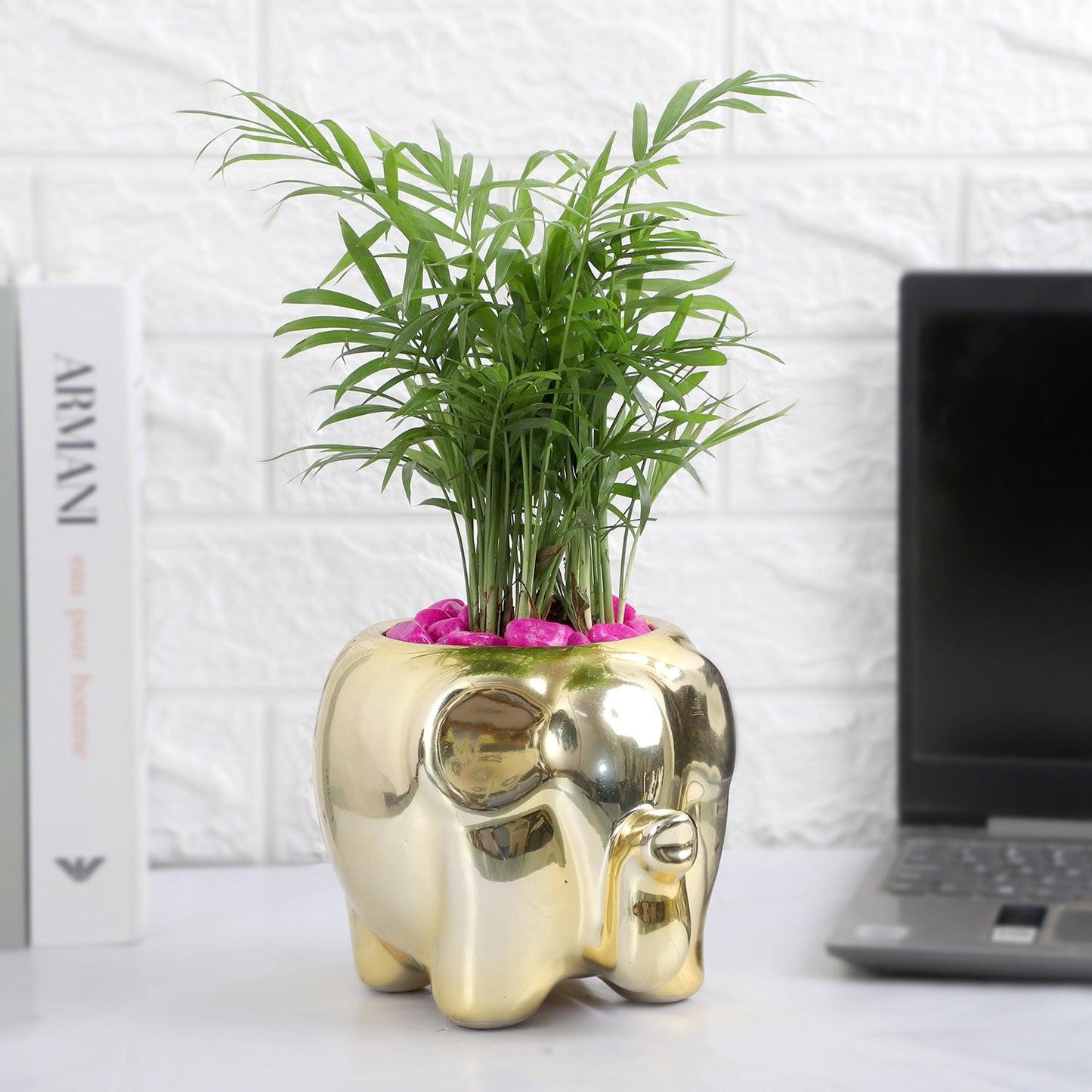 Elephant Luxe - Chamaedorea Pink Pebble