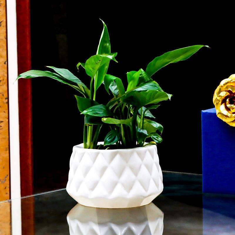 Ivory Grace Peace Lily - The Gift Studio