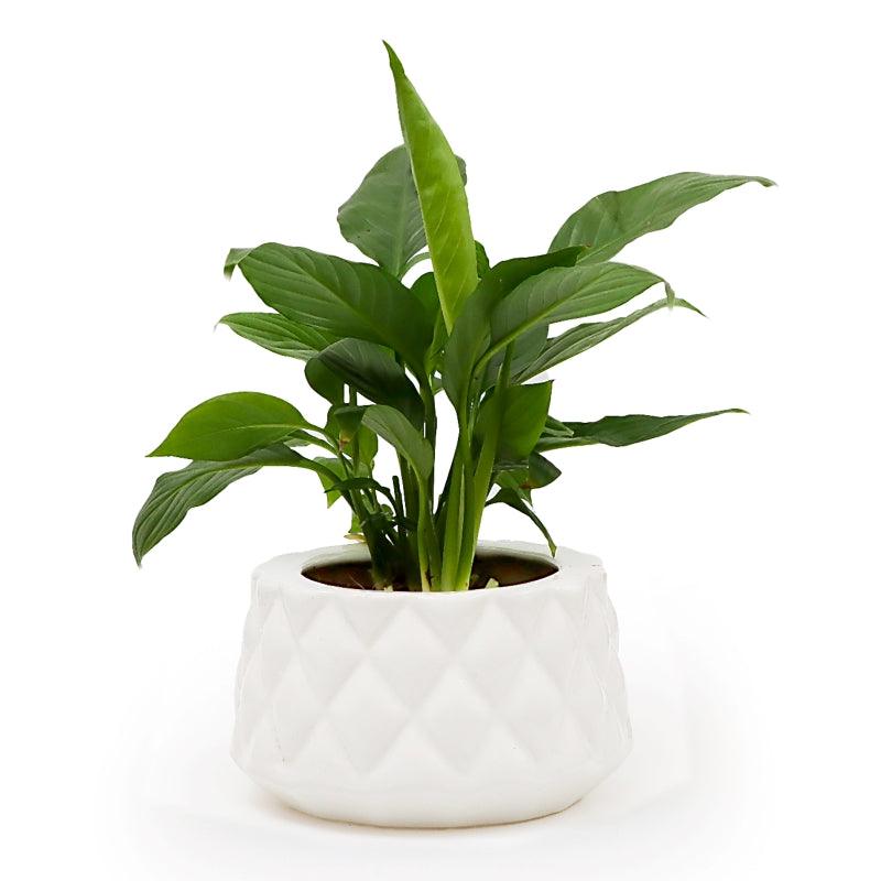 Ivory Grace Peace Lily - The Gift Studio