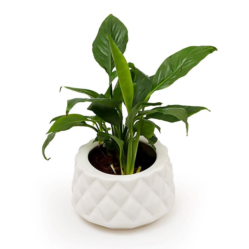 Ivory Grace Peace Lily - The Gift Studio