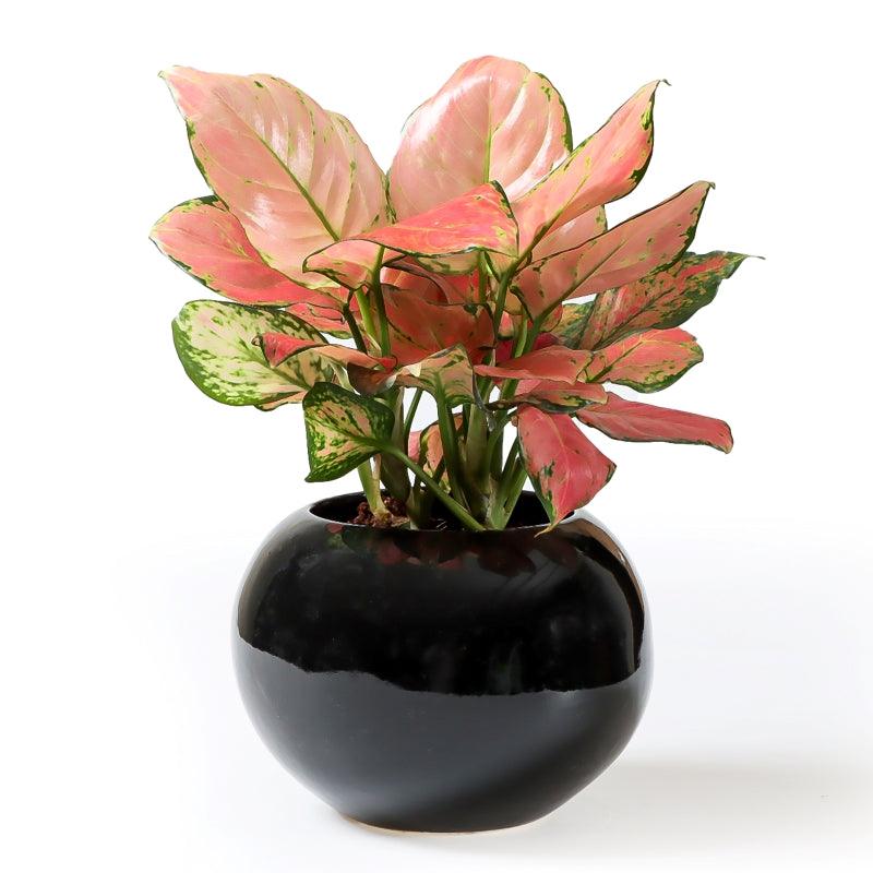 Mystic Depths Aglonema - The Gift Studio