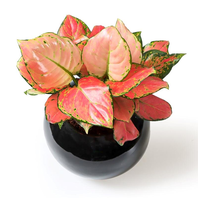 Mystic Depths Aglonema - The Gift Studio