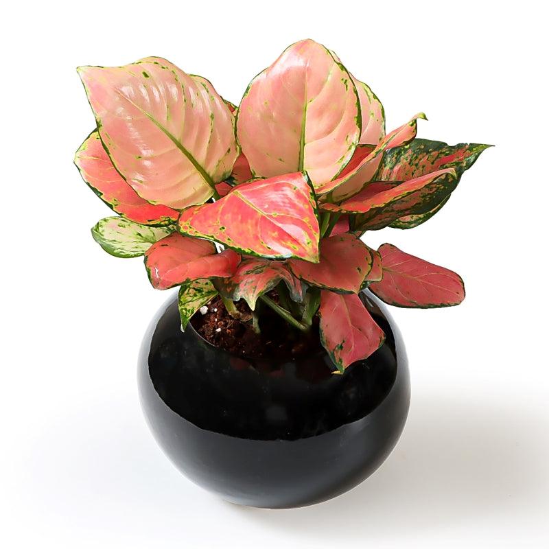 Mystic Depths Aglonema - The Gift Studio
