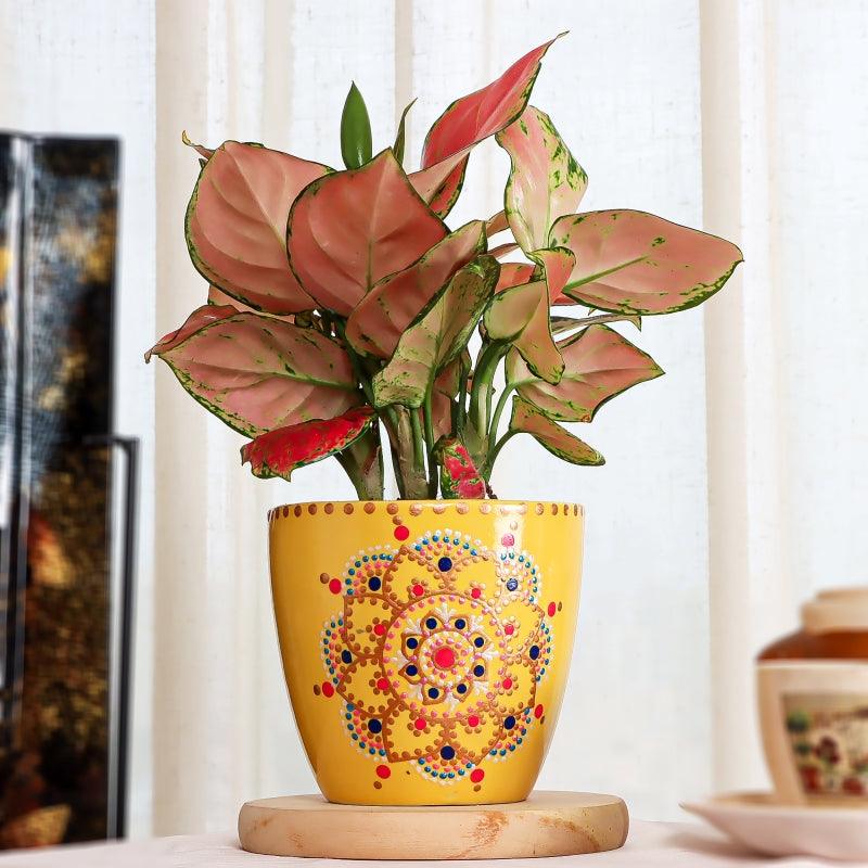 Mystic Mandala Aglonema - The Gift Studio
