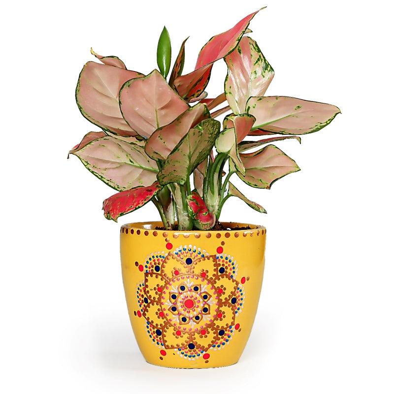 Mystic Mandala Aglonema - The Gift Studio