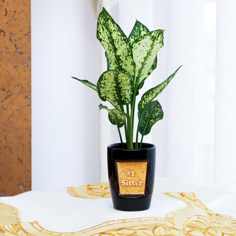 Mystic Money Plant - The Gift Studio
