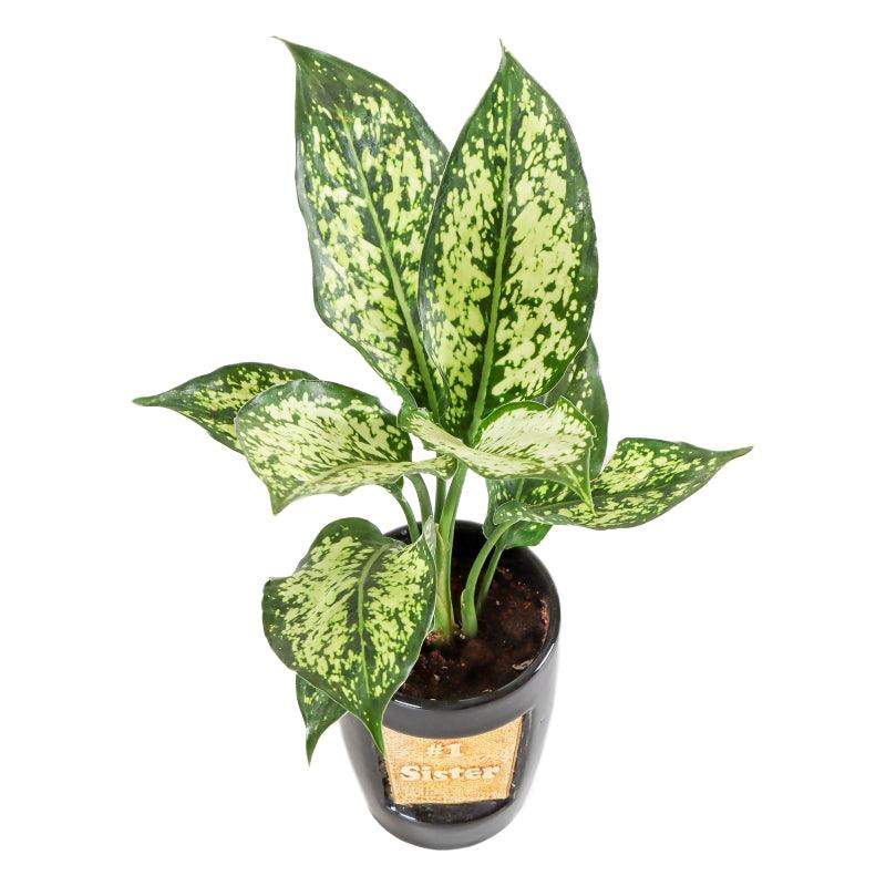 Mystic Money Plant - The Gift Studio