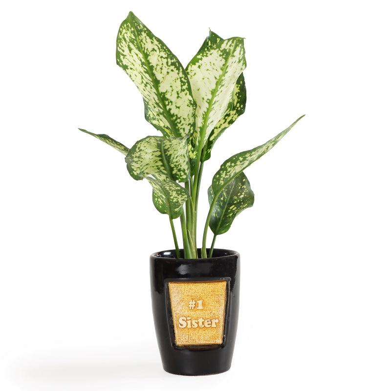 Mystic Money Plant - The Gift Studio