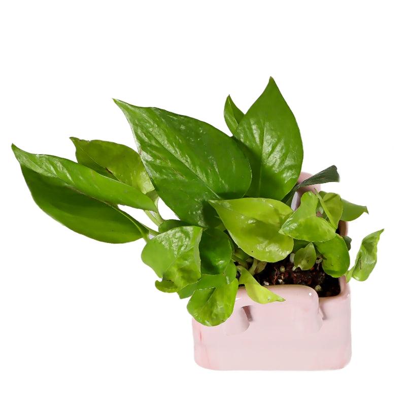 Pink Prosperity - The Gift Studio