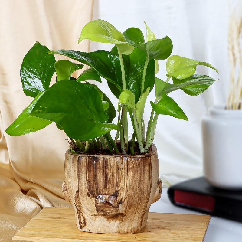 Prosperity Trunk - The Gift Studio