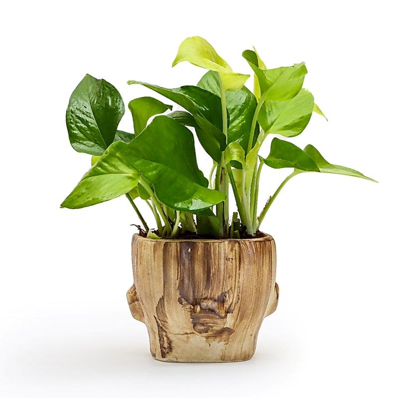 Prosperity Trunk - The Gift Studio