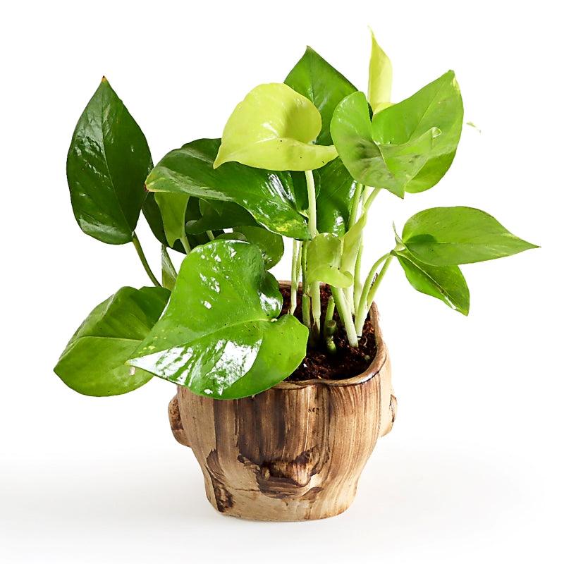 Prosperity Trunk - The Gift Studio