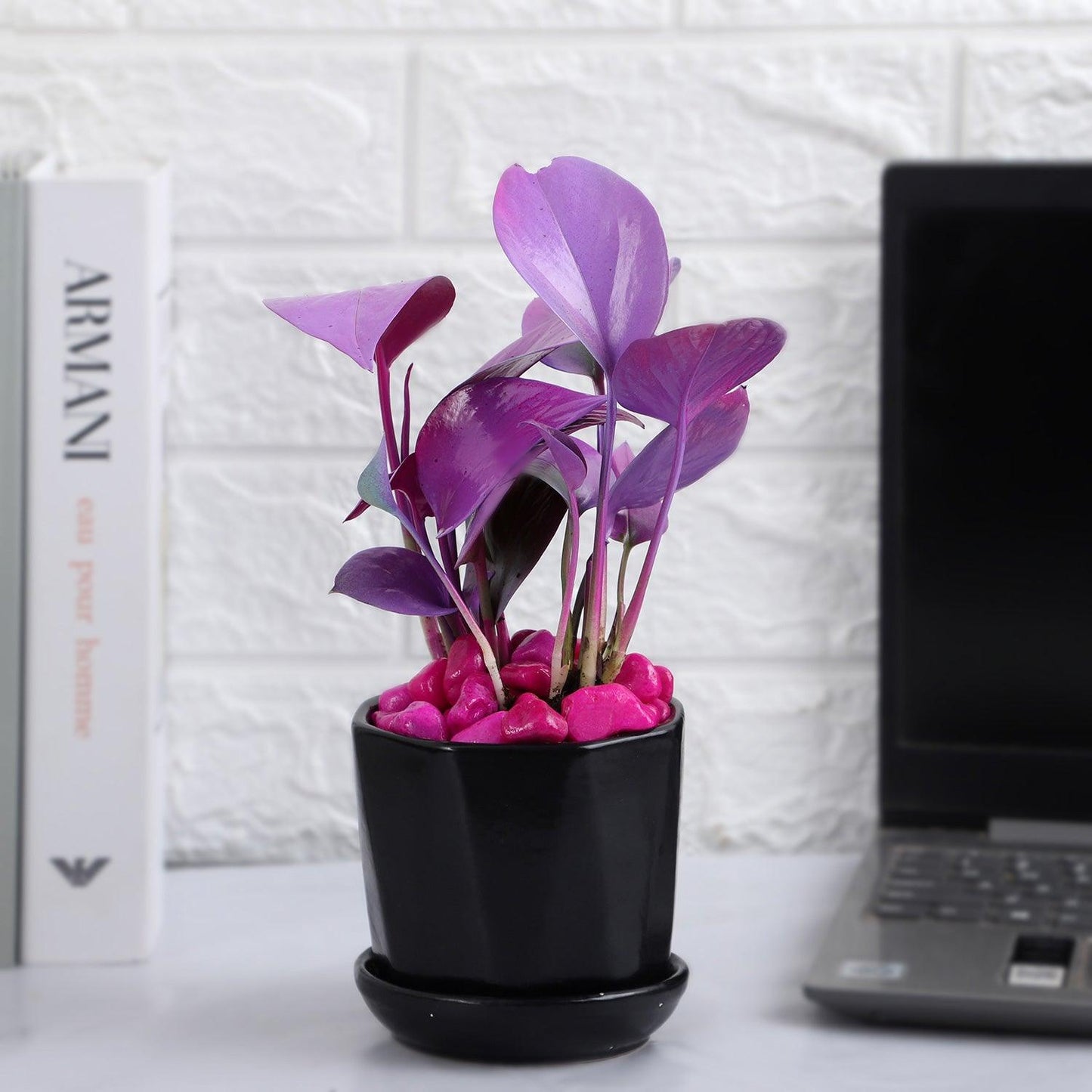 Purple Spray Money Plant in Black Pot - The Gift Studio