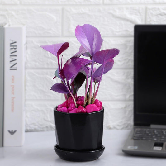 Purple Spray Money Plant in Black Pot - The Gift Studio
