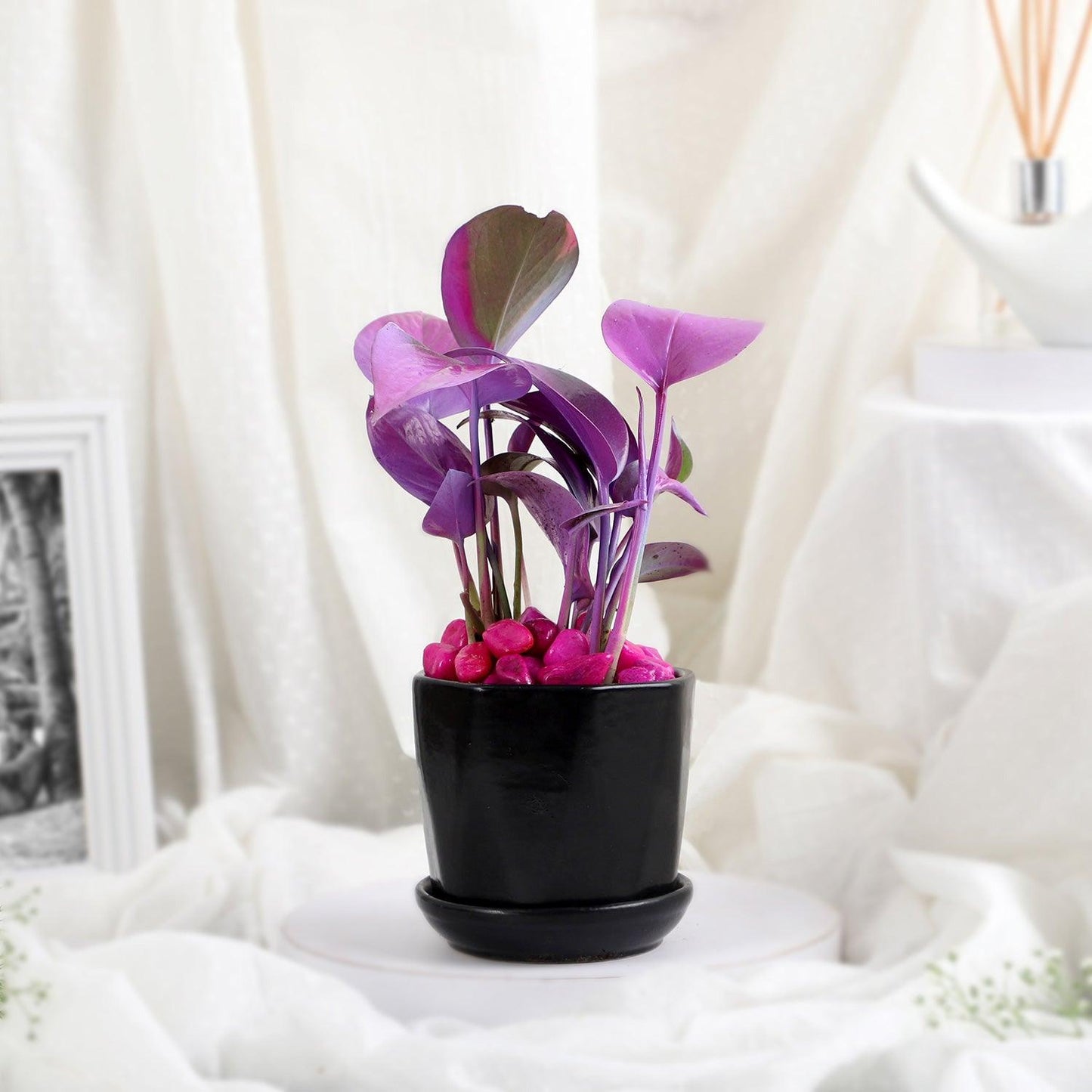 Purple Spray Money Plant in Black Pot - The Gift Studio