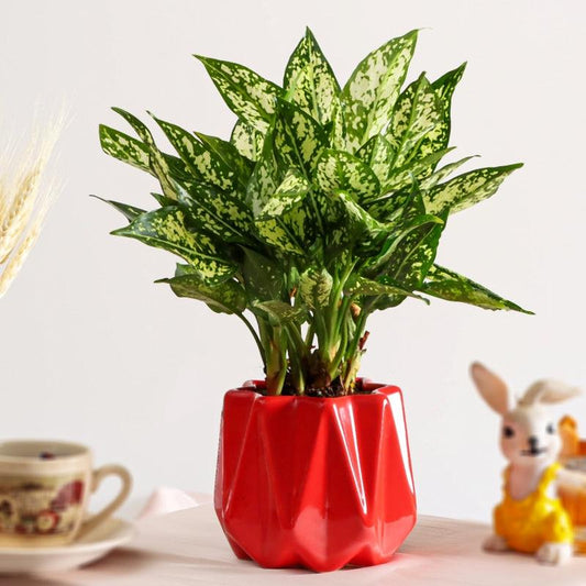 Red Elegance - The Gift Studio