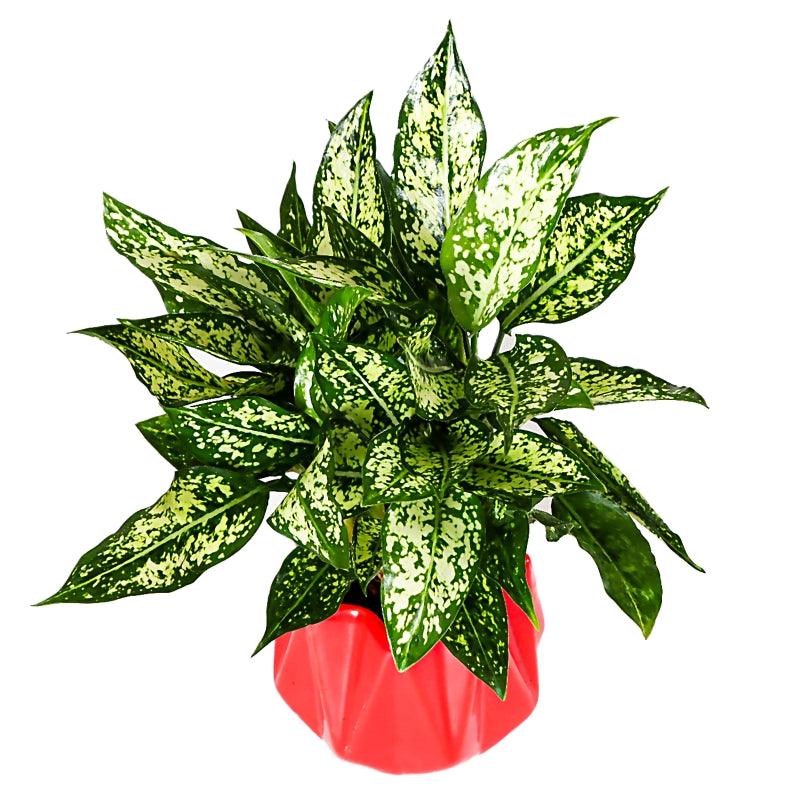 Red Elegance - The Gift Studio