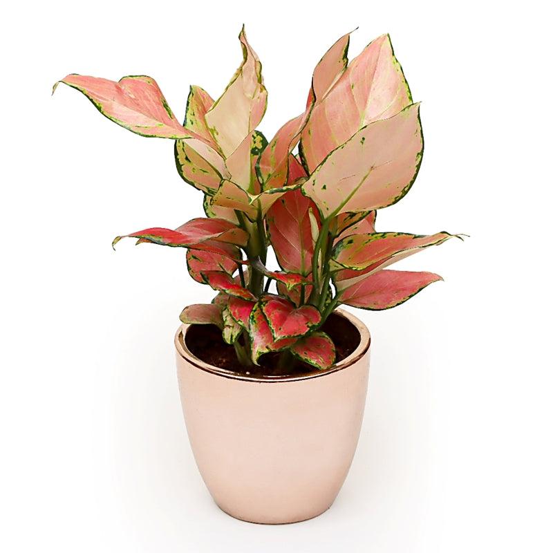 Rosé Radiance Aglonema - The Gift Studio