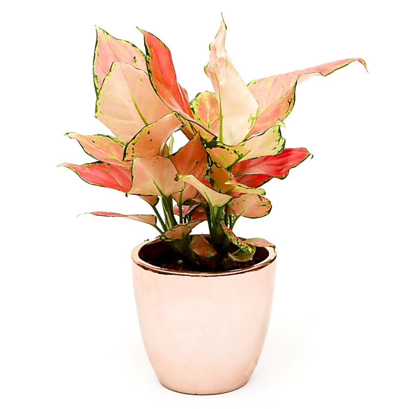 Rosé Radiance Aglonema - The Gift Studio