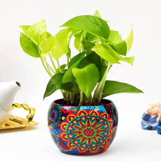 Royal Blue Money Plant - The Gift Studio