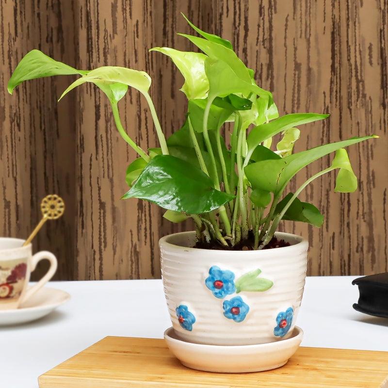 SereniTea Money Plant - The Gift Studio