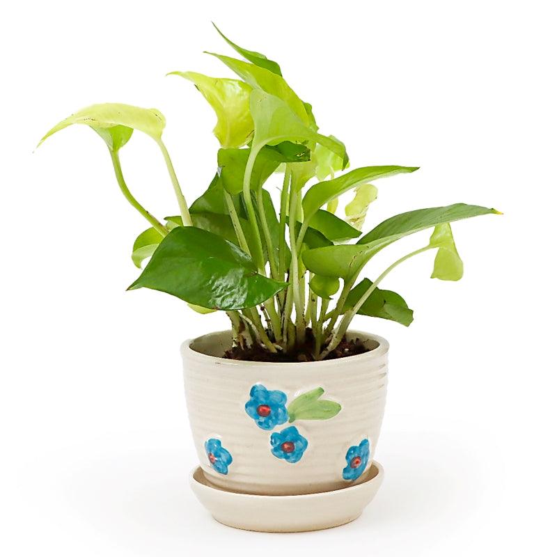 SereniTea Money Plant - The Gift Studio