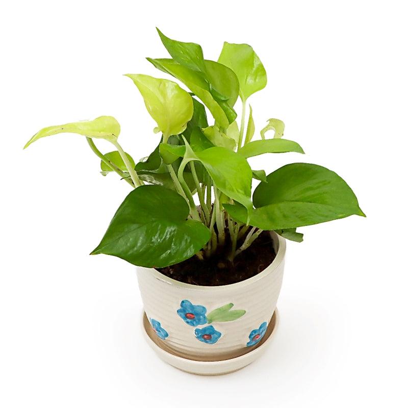 SereniTea Money Plant - The Gift Studio