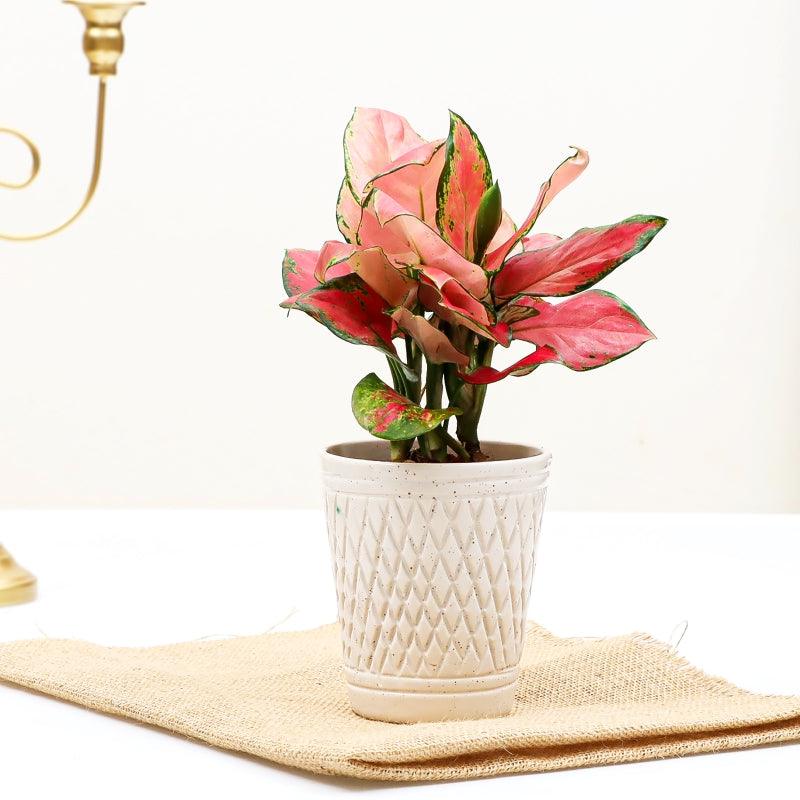 Verve Aglaonema - The Gift Studio