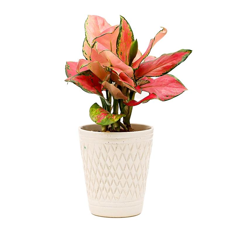 Verve Aglaonema - The Gift Studio