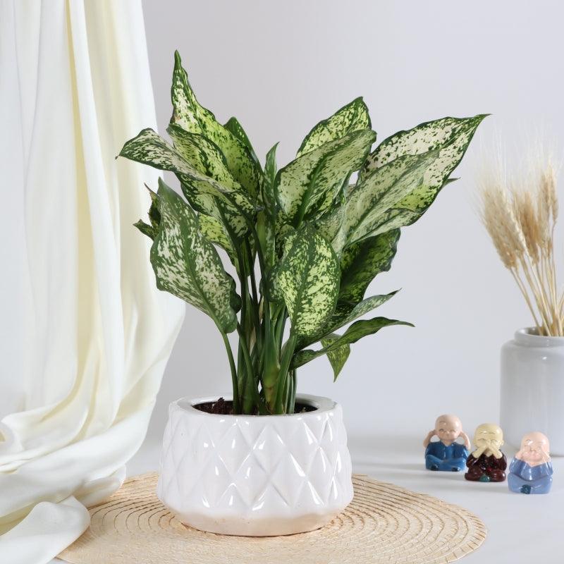 White Elegance - The Gift Studio