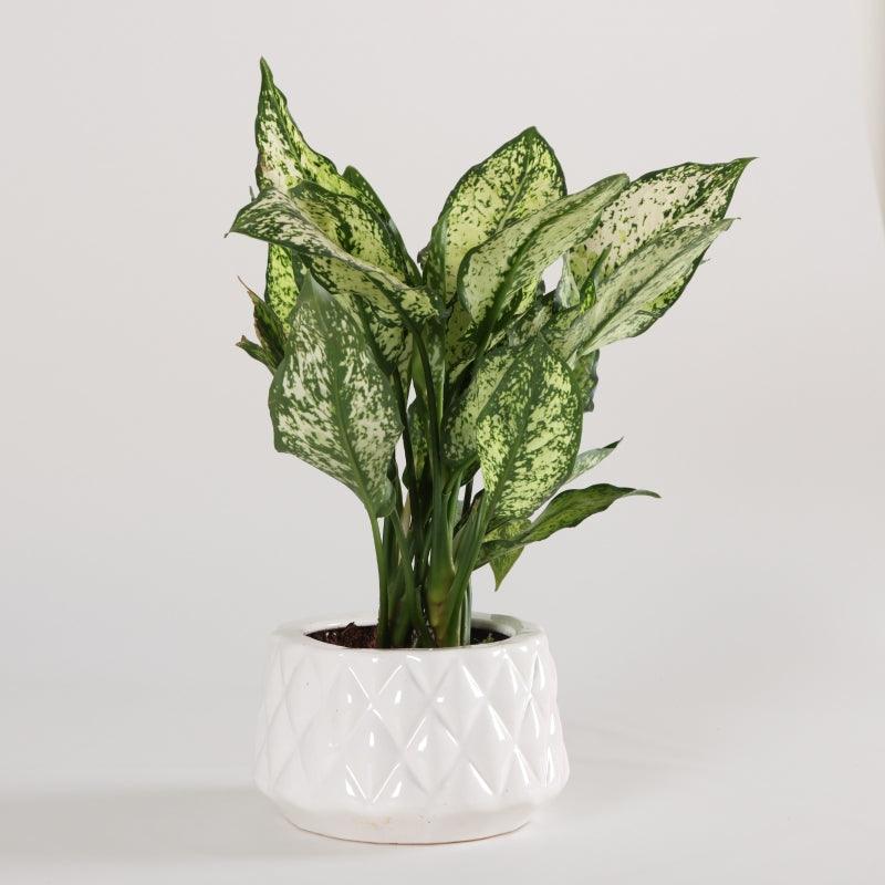 White Elegance - The Gift Studio