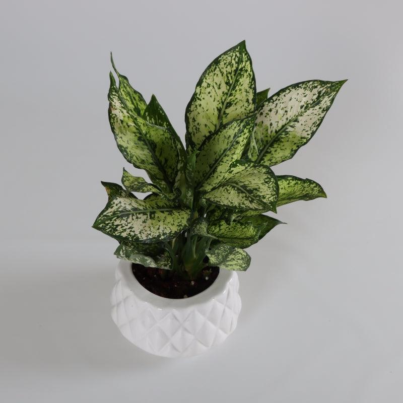 White Elegance - The Gift Studio