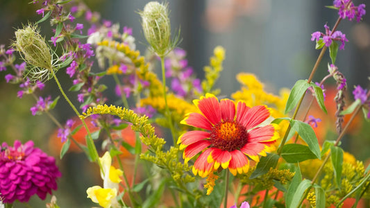 Summer Blooms: Ideal Flowers for Planting in the Warmer Months