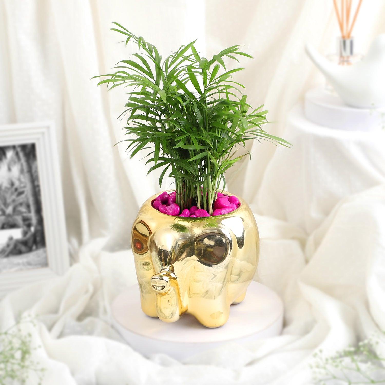 Elephant Luxe - Chamaedorea Pink Pebble
