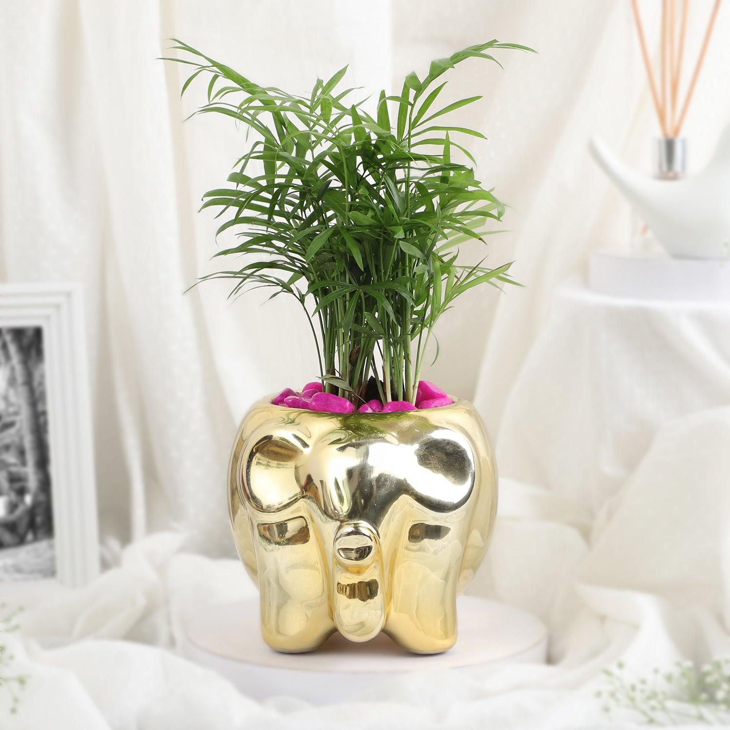 Elephant Luxe - Chamaedorea Pink Pebble