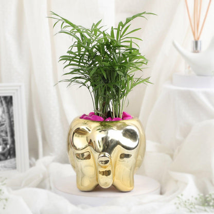 Elephant Luxe - Chamaedorea Pink Pebble