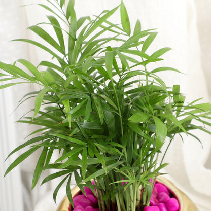 Elephant Luxe - Chamaedorea Pink Pebble