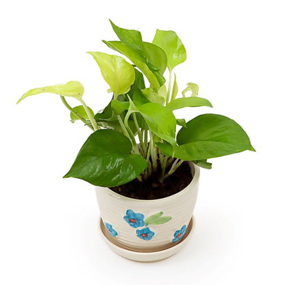 SereniTea Money Plant